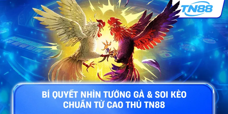 Bí quyết nhìn tướng gà soi kèo chuẩn từ cao thủ TN88